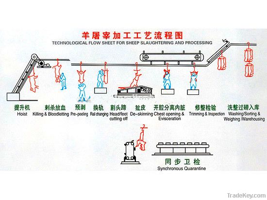 Muslim sheep slaughtering equipment