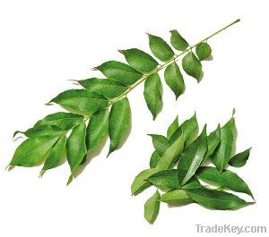 Curry Leaves