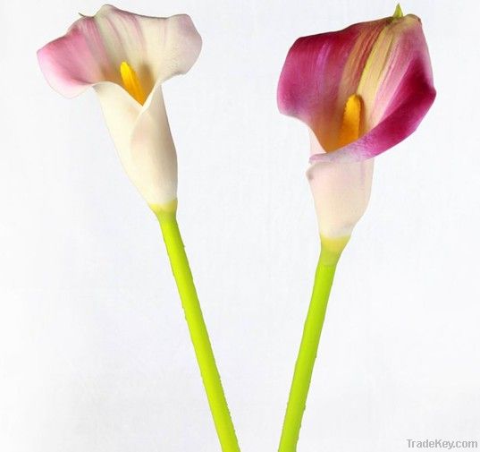 Calla lily