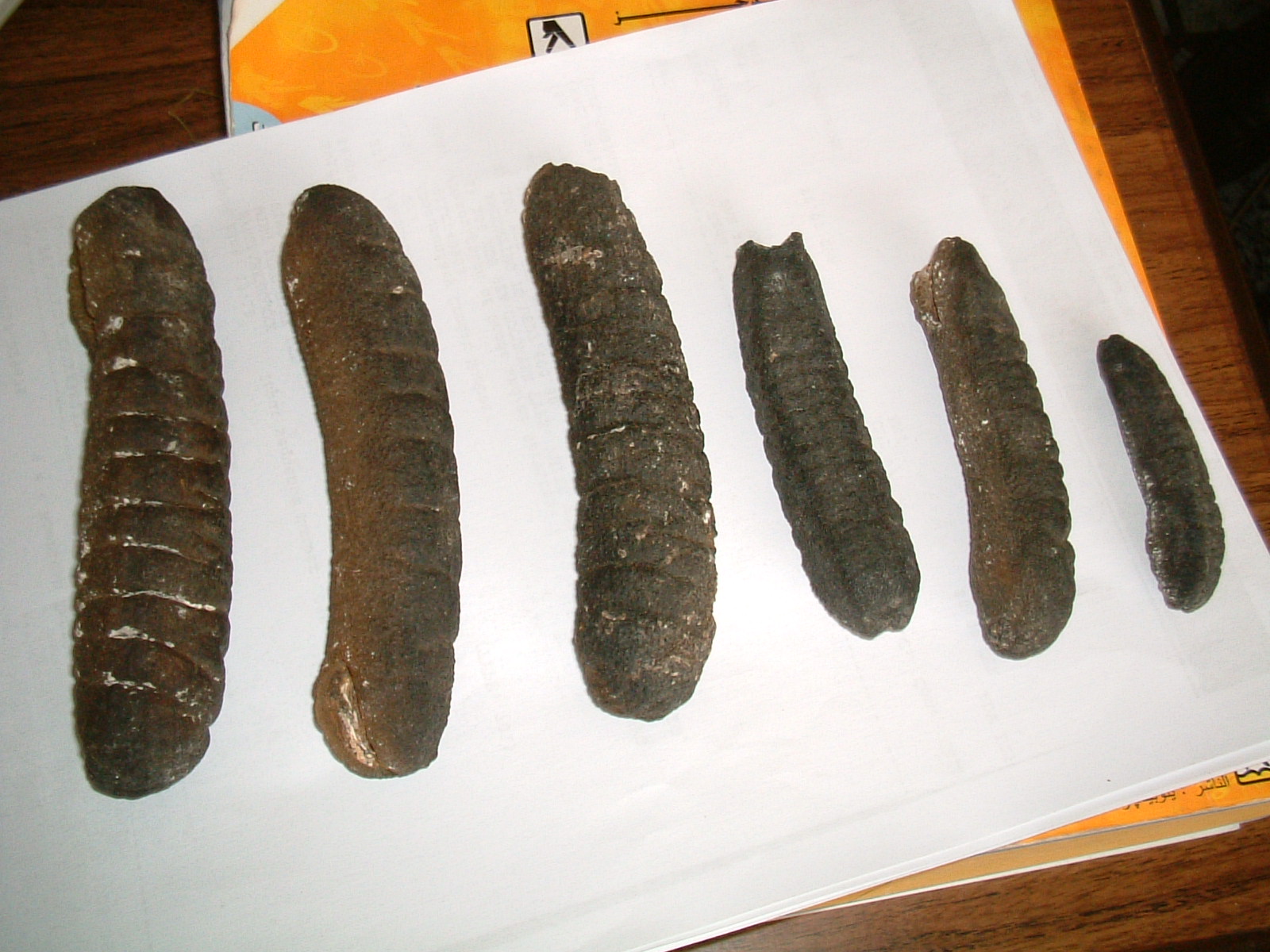 DRIED SEA CUCUMBER Sand fish