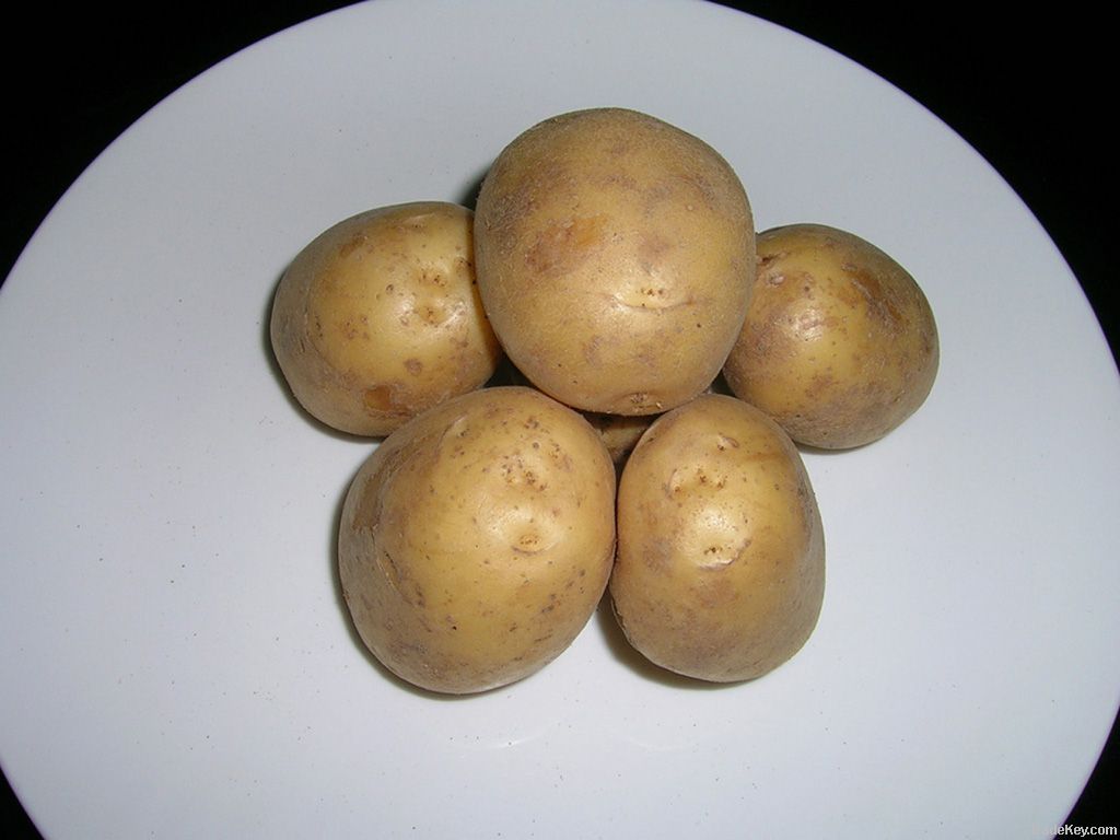 YELLOW POTATO