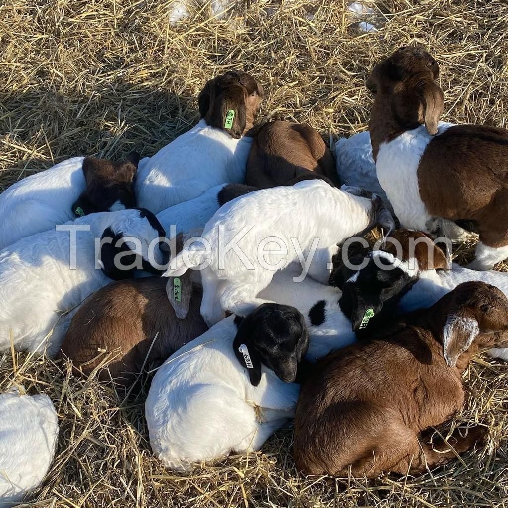 Baby Boer Goats