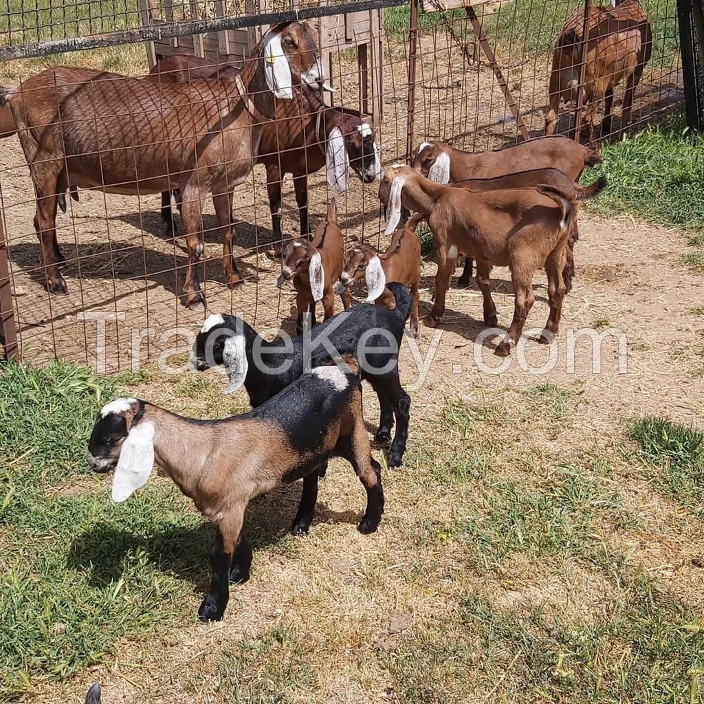  Anglo Nubian goats