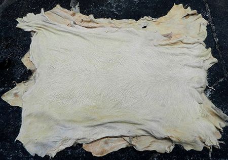 Dried Pickled Cow Hides