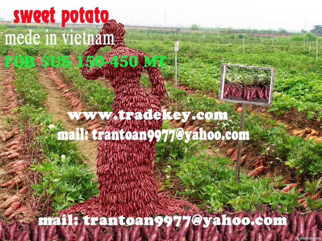 Sweet Potato vietnam