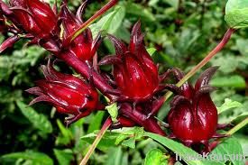 Refined and crude hibiscus nuts, roselle