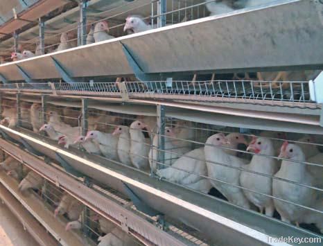 Alternative System for Laying Hens Housing (Baltica)