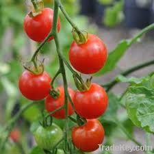 Prada F1 Hybrid Tomato Seeds