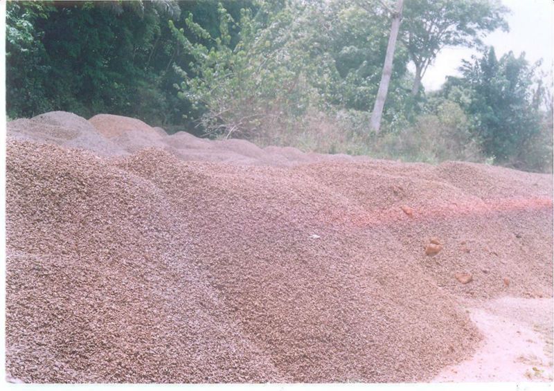 Palm Kernel Shell