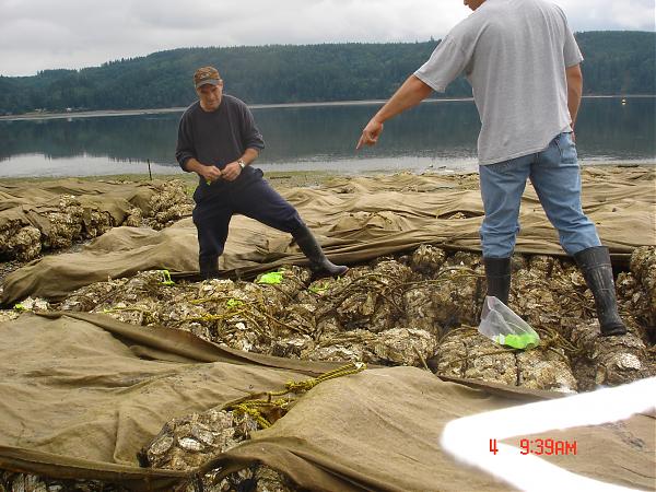 Canadian Atlantic and Pacific seafood species