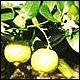 Bergamot (Citrus bergamia)