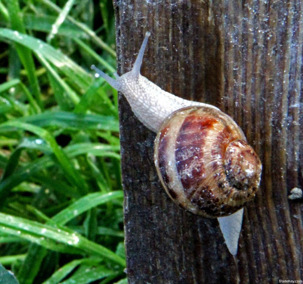 Fresh Helix Aspersa Muller Snail