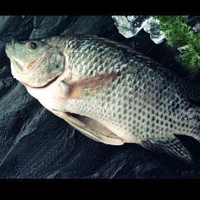 Frozen Tilapia whole round/fillets