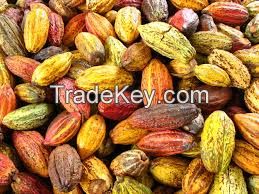 Cocoa Beans