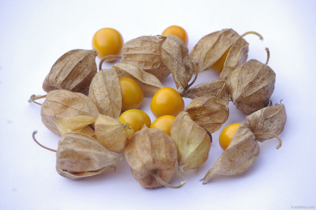 Physalis Peruviana - cape goosberry