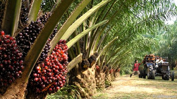 Palm Oil Seeds