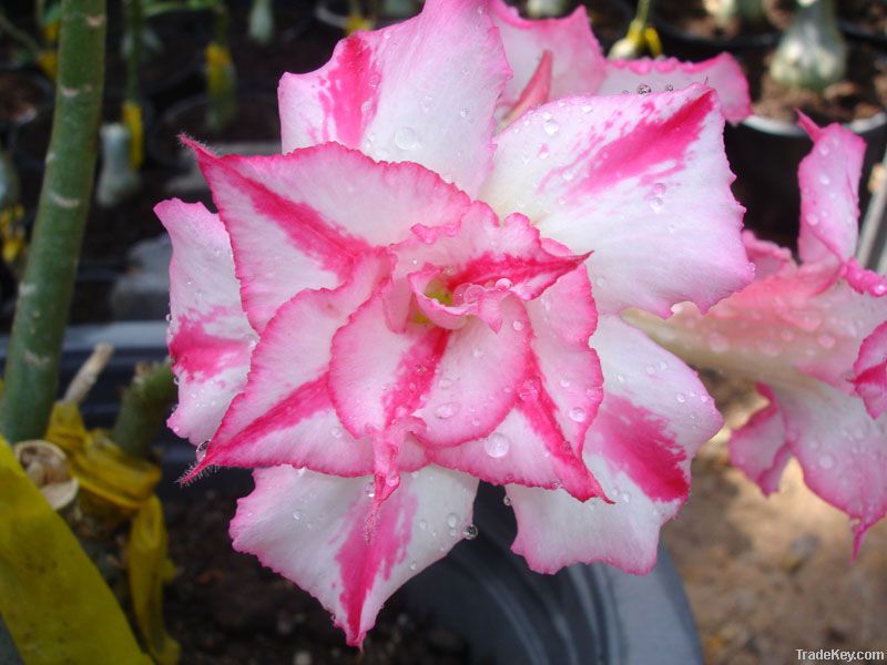 Adenium graft plant