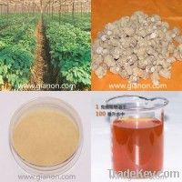 American Ginseng Root Extract