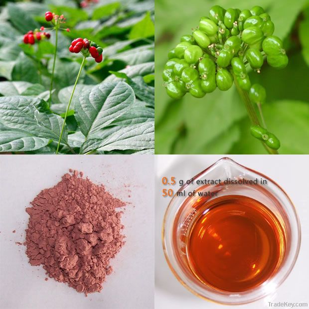 Panax Ginseng Berry ( Fruit ) Extract