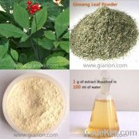 Panax Ginseng Leaf Extract