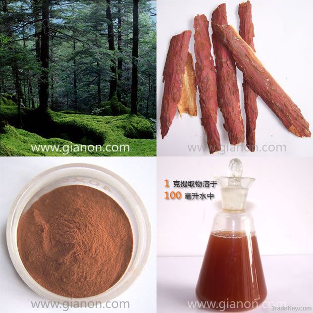 Pine Bark Extract