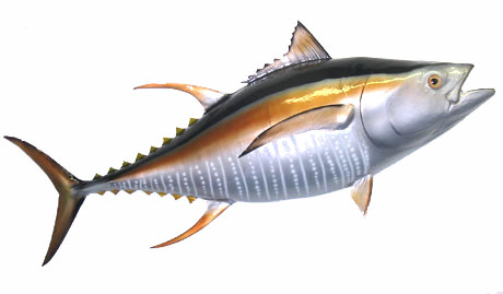 shelf life :-weight (kg) :-brand name :-详情maldives fish