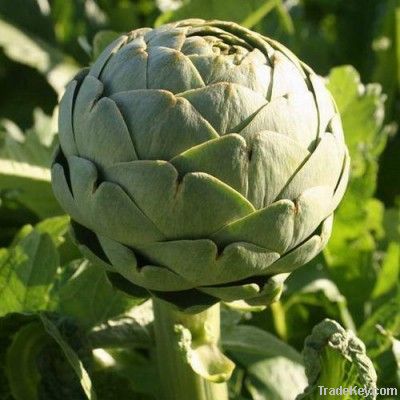 Artichoke Extract Caffeoylquinic acids