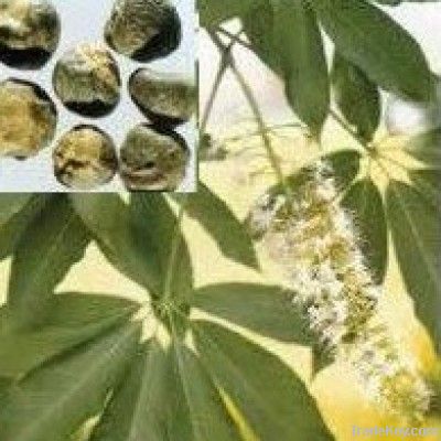 Horse Chestnut P.E. Aescin 20%UV