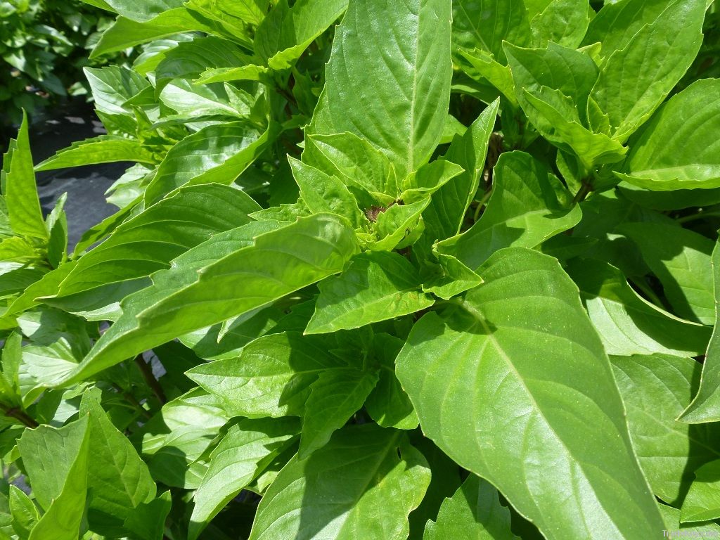 Thai Basil