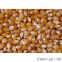 Maize | Maize Exporter | Corn Grain Seller | Maize Buyer | Bulk Maize Grain Importer | Corn bean Buyer | Corn bean Wholesaler | Corn Grain Manufacturer | Best Quality Corn Grain | Cheap Maize Supplier | Low Price Corn | Yellow Corn | White Cron | Baby Mai