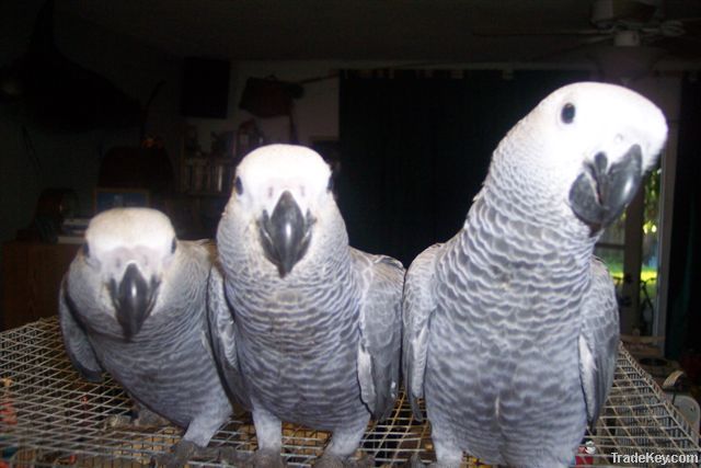 African grey Parrots