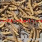 Cordyceps extract