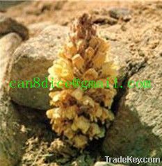 Desertliving Cistanche extract