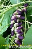 Mucuna Pruriens extract