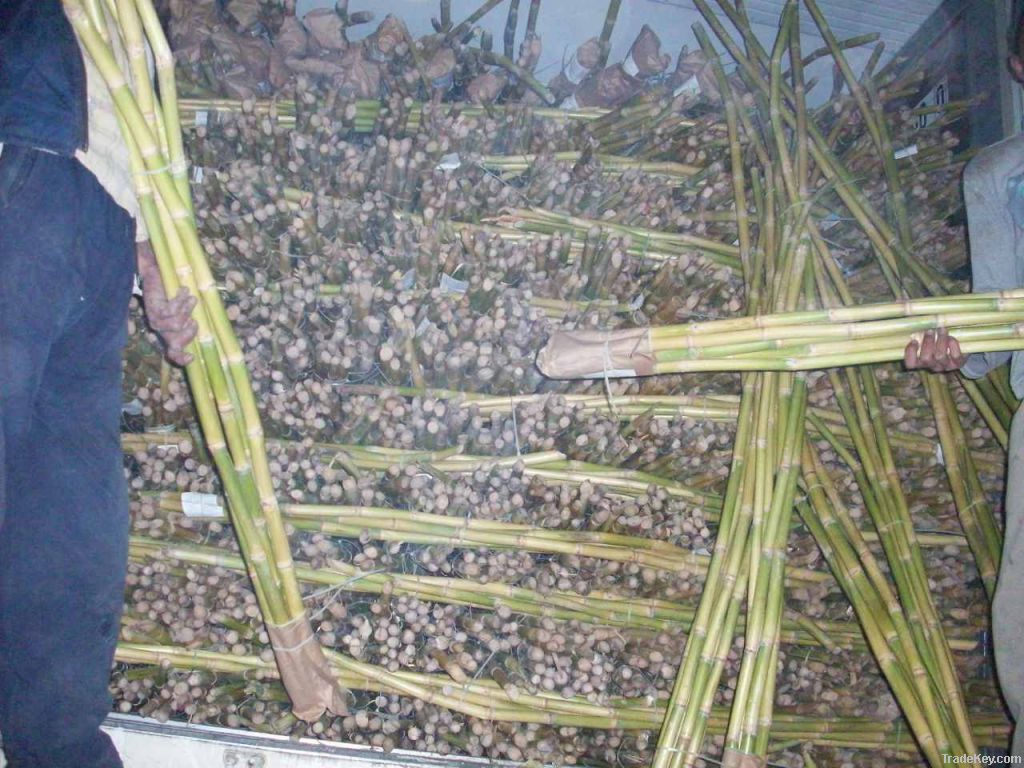 Fresh sugarcane stems suppliers egypt, Fresh sugarcane stalks for juice