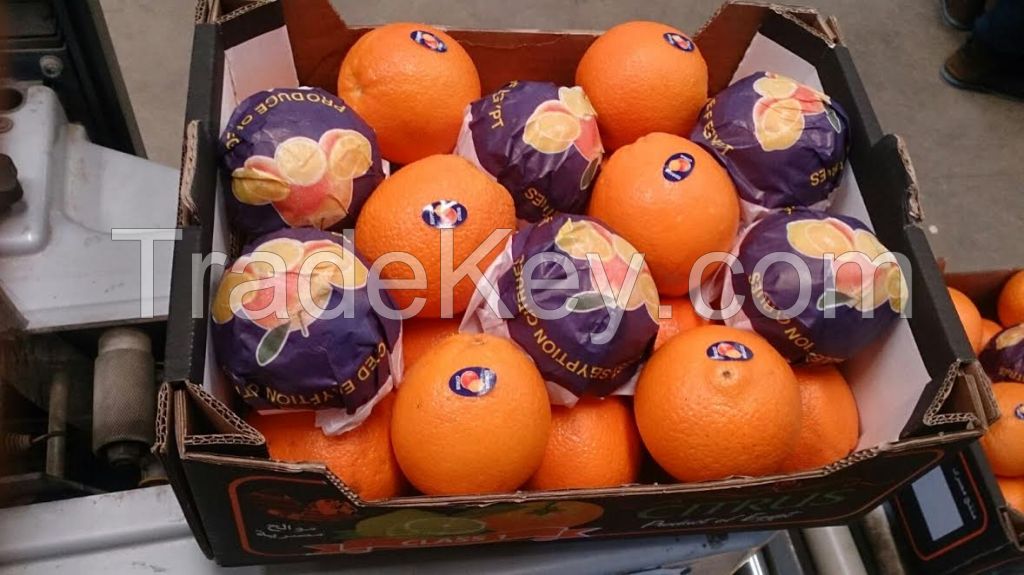 fresh oranges egypt, egyptian fresh orange