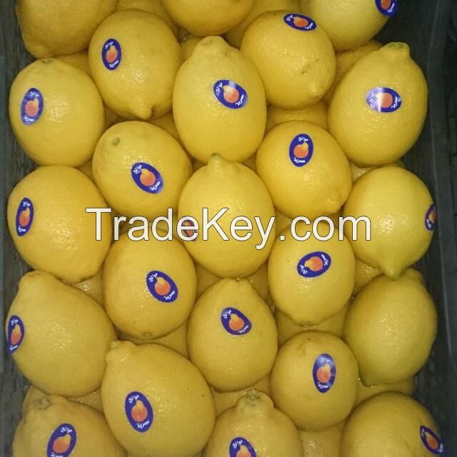 Fresh lemon egypt, Egyptian adalia lemon , Lemon suppliers egypt