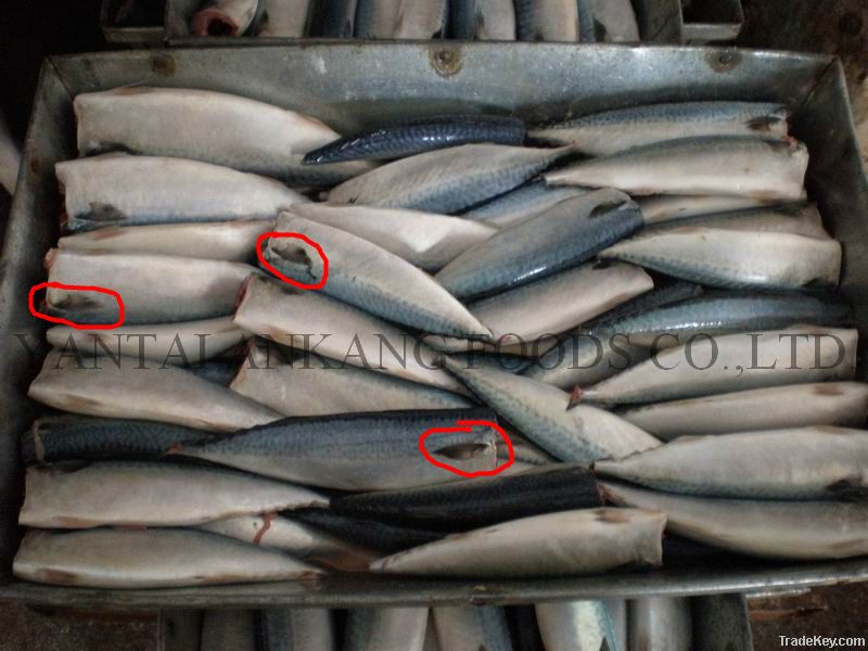 mackerel hgt frozen