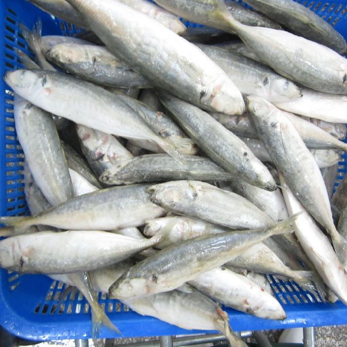 Frozen Horse Mackerel