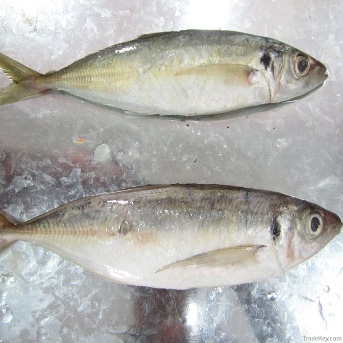 Frozen Horse Mackerel