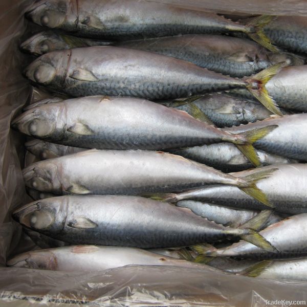 Frozen Pacific Mackerel