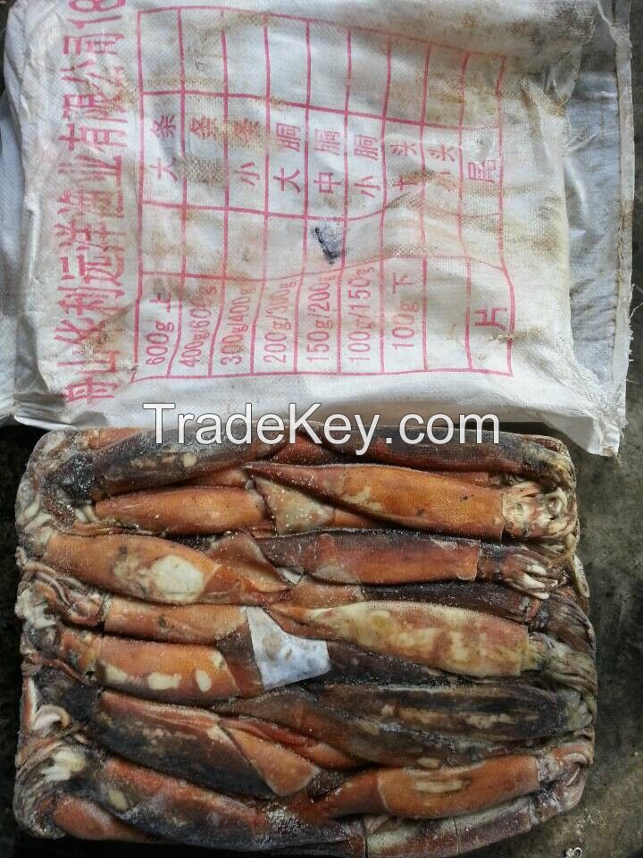 sea frozen argentina illex squid wholesale