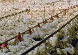 Export Chicken Meat | Chicken Meat Suppliers | Poultry Meat Exporters | Chicken Pieces Traders | Processed Chicken Meat Buyers | Frozen Poultry Meat Wholesalers | Halal Chicken | Low Price Freeze Chicken Wings | Best Buy Chicken Parts | Buy Chicken Meat |