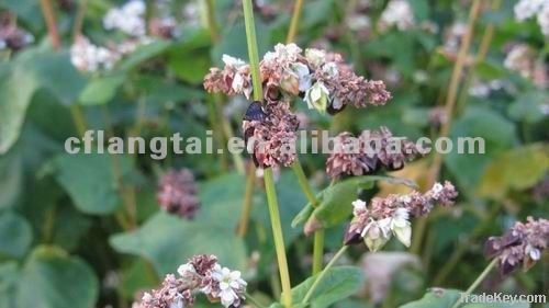 buckwheat kernel roasted