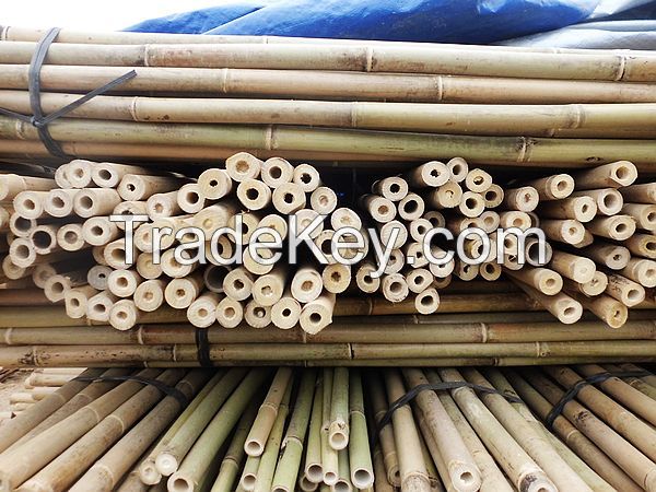 bamboo cane