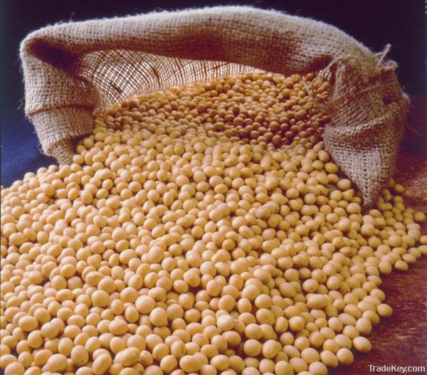 soybean meal