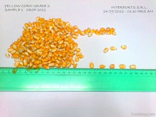 Yellow Corn Animal Feed