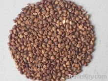 Buckwheat