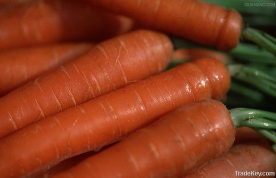 2012 Crop Fresh Carrot