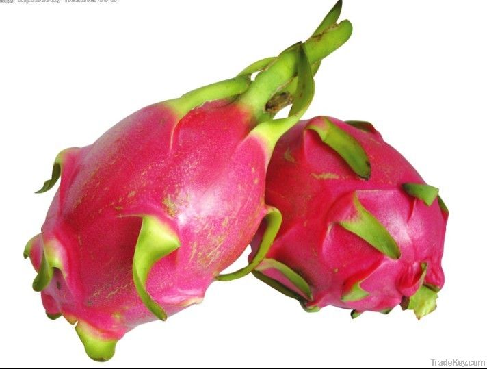 Vietnam Pitaya Dragon Fruit